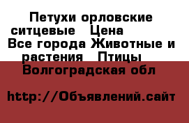 Петухи орловские ситцевые › Цена ­ 1 000 - Все города Животные и растения » Птицы   . Волгоградская обл.